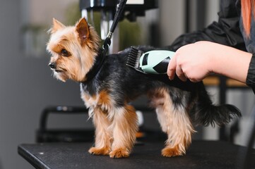 Female trimmer cutting hair on the Yorkshire Terrier