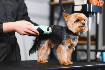 Yorkshire in the grooming salon. Caring for little friends. High quality photo