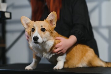 Female trimmer cutting hair on the Yorkshire Terrier