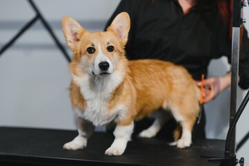 Corgi doggets hair cut at home Pet Spa Grooming Salon. Closeup of Dog. The dog is trimmed and brushed, groomer concept