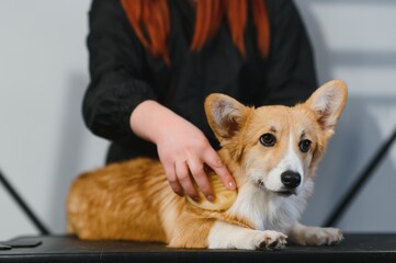 Grooming animals, grooming, drying and styling dogs, combing wool. Grooming master cuts and shaves, cares for a dog