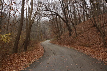 road in autumn forest