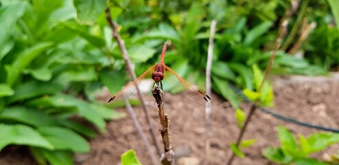 Unique Dragonfly Perched on a Stick in a Lush Garden During Midday Sunlight