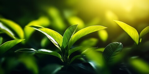 Sun-Drenched Greenery Highlighting the Splendor of Nature in a Natural Setting : Generative AI