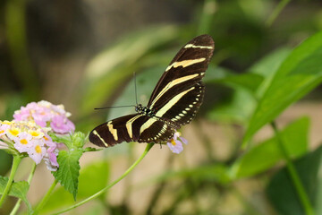 Vibrant Butterfly Resting on Delicate Pink and Yellow Flowers in a Lush, Green Environment