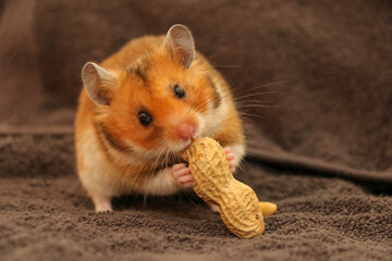 Adorable Hamster Enjoys a Tasty Peanut Snack on the Plush Carpet