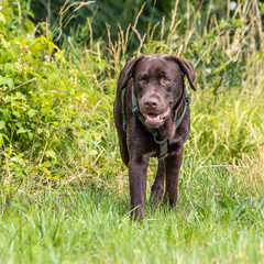 Labrador retriever, Canis lupus familiaris on a grass field. Healthy chocolate brown labrador retriever