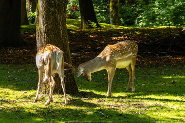 The fallow deer, Dama mesopotamica is a ruminant mammal
