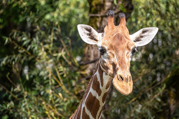 Fototapeta premium The giraffe, Giraffa camelopardalis is an African mammal