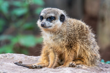 Meerkat, Suricata suricatta sitting on a stone and looking into the distance