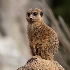 Meerkat, Suricata suricatta sitting on a stone and looking into the distance