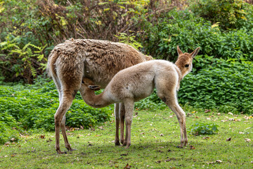 Baby Vicuna, Vicugna Vicugna, relatives of the llama