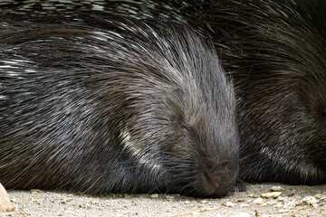 Indian crested Porcupine, Hystrix indica in a german nature park
