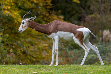 Dama gazelle, Gazella dama mhorr or mhorr gazelle is a species of gazelle