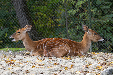 Nyala Antelope - Tragelaphus angasii. Wild life animal.