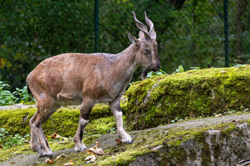 Turkmenian markhor, Capra falconeri heptneri living on the rocks