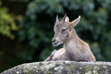 Young baby mountain ibex or capra ibex on a rock