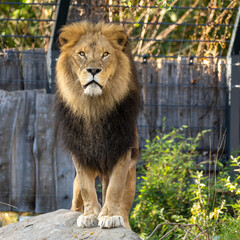 The lion, Panthera leo is one of the four big cats in the genus Panthera