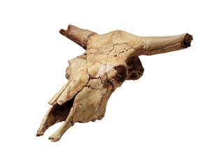 Fossilized Skull with Antler Features Isolated on White Background