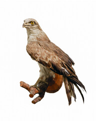 Taxidermy Bird of Prey on Wooden Mount Isolated on White Background