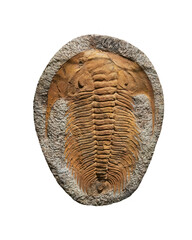 Fossilized Trilobite Specimen Isolated on White Background