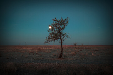 Fototapeta premium Horizontal landscape view at the moon and olive tree