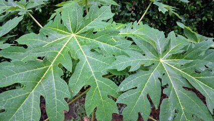 Fresh Green Papaya Leaf Close-Up with Dew Drops After Rain, Natural Background or Wallpaper for Agriculture, Farming, or Nature Themes in High-Quality Detail