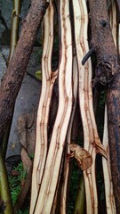 High-Quality Split Tree Branch for Firewood with Wet Surface. Natural Background for Eco Designs, Nature Photography, Wallpapers, and Backdrops