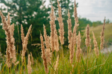 Fluffy field grass, natural background.