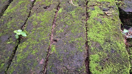 Detailed Green Moss Leaves Close-Up (Bryophyta), Ideal for Nature Wallpapers and Backgrounds