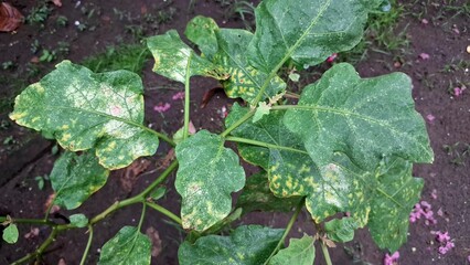 Holes in Leaves from Caterpillar Pest Attacks Show Severe Crop Failure and the Impact of...