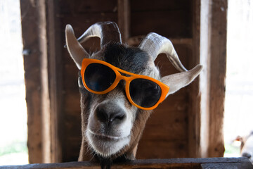 Cool goat