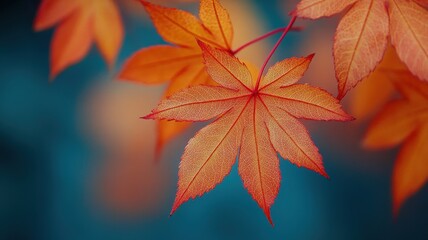 Vibrant autumn leaves closeup nature photography outdoor colorful background artistic perspective seasonal beauty