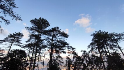 sunset in the forest