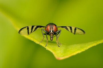Small Signal Fly facing the camera on a leaf with green blurred background and copy space