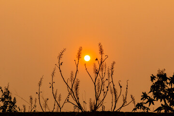 A scenic landscape of blooming flowers, lush greenery, and a gentle breeze captures nature's pure...