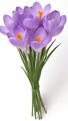 Fototapeta premium Delicate purple crocuses arranged beautifully on a white surface showcasing the essence of springtime blooms