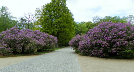 Poland, Warsaw, Łazienki Park (Royal Baths Park), lilac bushes in the park