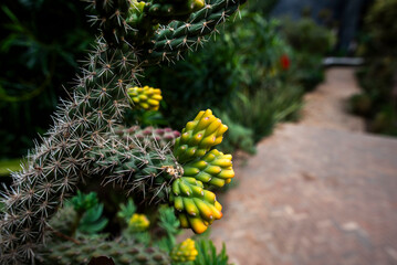 2024 03 10 Marrakesh Cylindropuntia imbricata 21