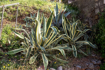 Fototapeta premium Large Cacti on the lawn in the park of Budva, Montenegro. High quality photo
