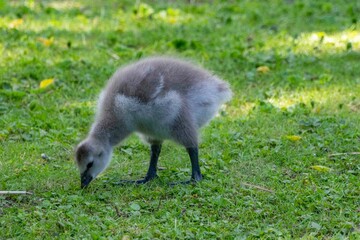 The barnacle gosling (Branta leucopsis) 