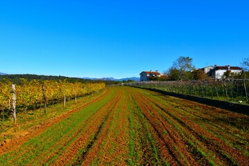 Agricultural field next to a vineyard and the Kras village of Kobjeglava in Primorska, Slovenia