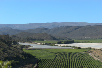 Crop farm, hills in the background