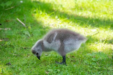The barnacle goose chick (Branta leucopsis) 