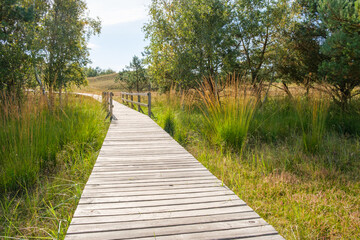 Obraz premium Holzsteg zur Aussichtsplattform Hohe Düne im Nationalpark Vorpommersche Boddenlandschaft
