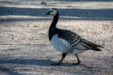 The barnacle goose (Branta leucopsis)