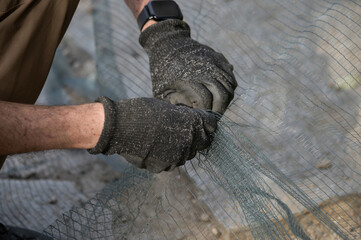 Mani esperte che maneggiano la rete  per  la raccolta di olive