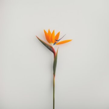 Photorealistic Bird of Paradise Flower in Vibrant Orange and Green against a Minimalist Background