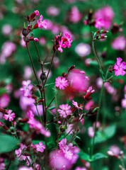 Pink flowers