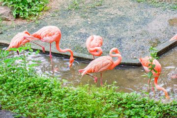 Vertical group of Caribbean flamingos in lake,Pink flamingos walking in the wate,rflamingo family,Sea world Flamingos,Travel Zoo,wild life birds and animals,copy space.